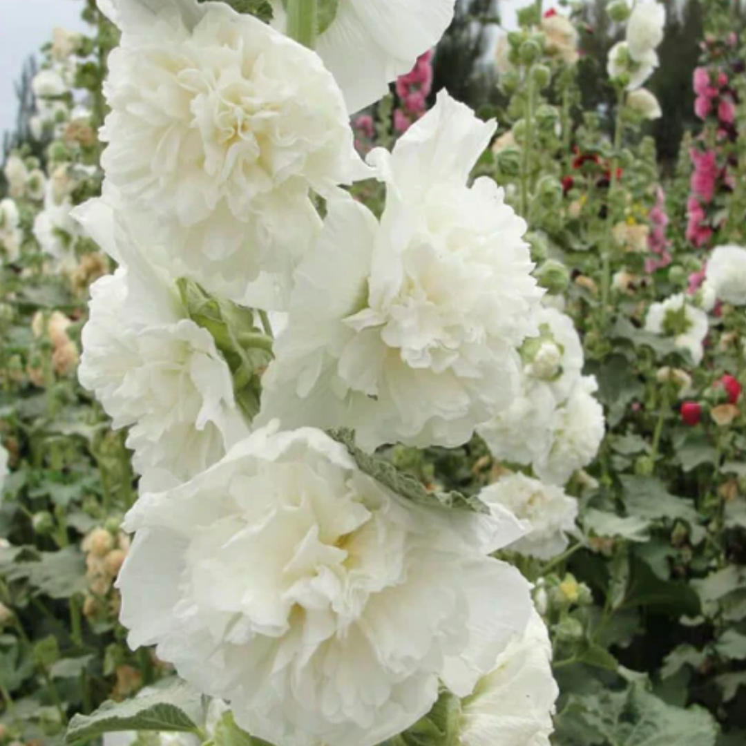 HollyRose: Sementes de Malva Imperatriz Dupla
