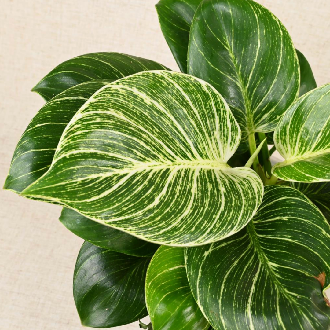 PurePlant: Planta amazónica purificadora de ar