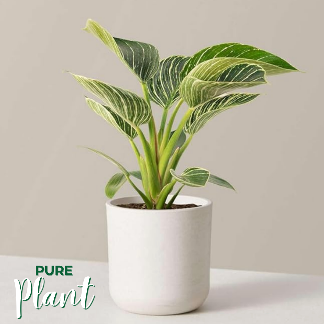 PurePlant: Planta amazónica purificadora de ar