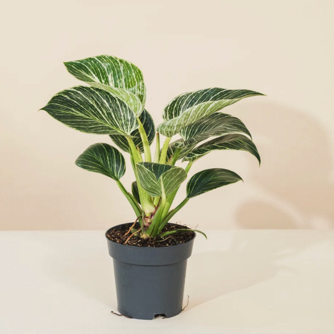 PurePlant: Planta amazónica purificadora de ar