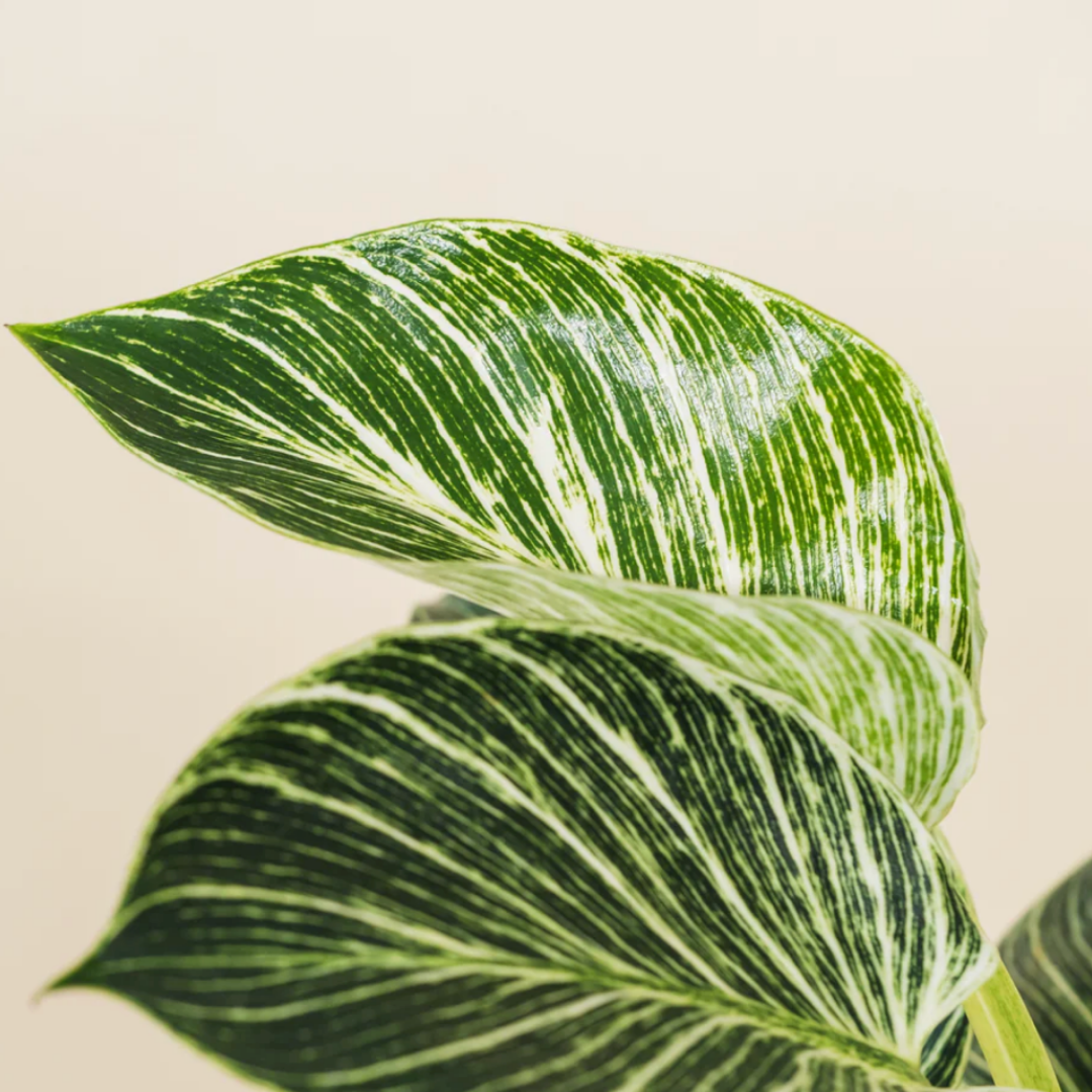 PurePlant: Planta amazónica purificadora de ar