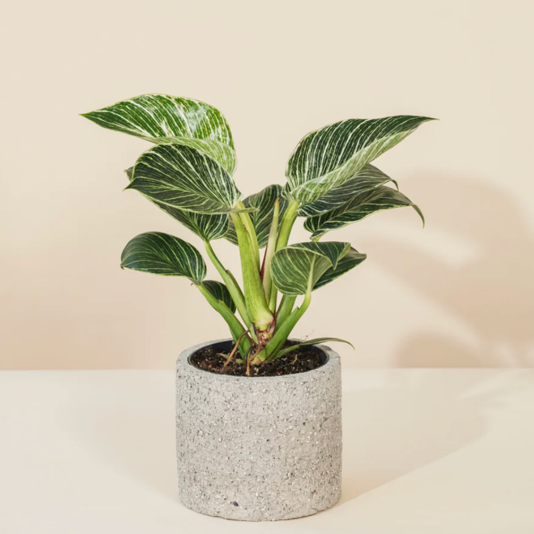 PurePlant: Planta amazónica purificadora de ar