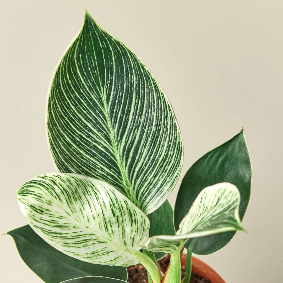 PurePlant: Planta amazónica purificadora de ar