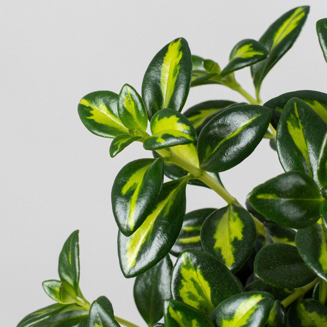 GoldFish: Planta Amazónica Peixe Dourado