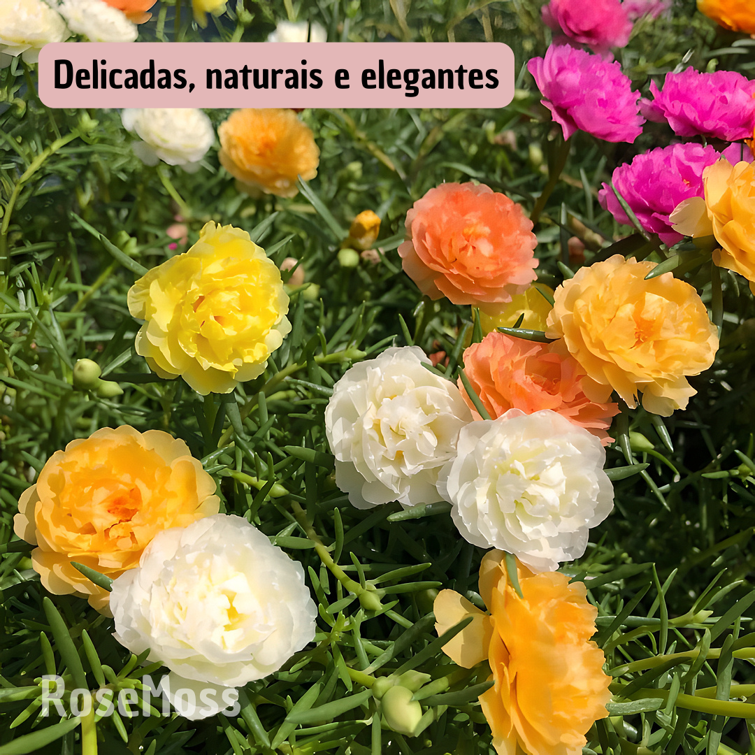 RoseMoss: Sementes de Rosa Imortal