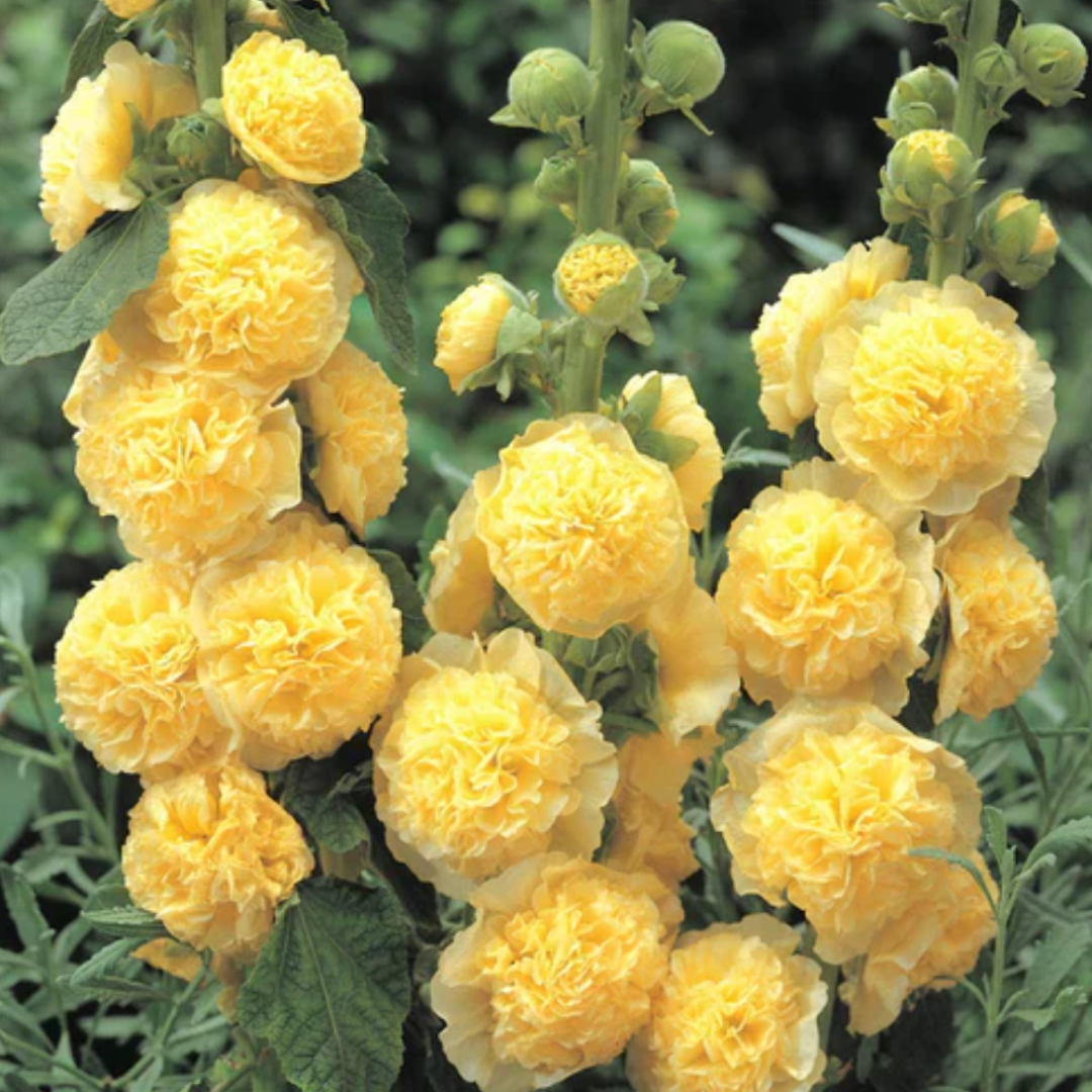 HollyRose: Sementes de Malva Imperatriz Dupla
