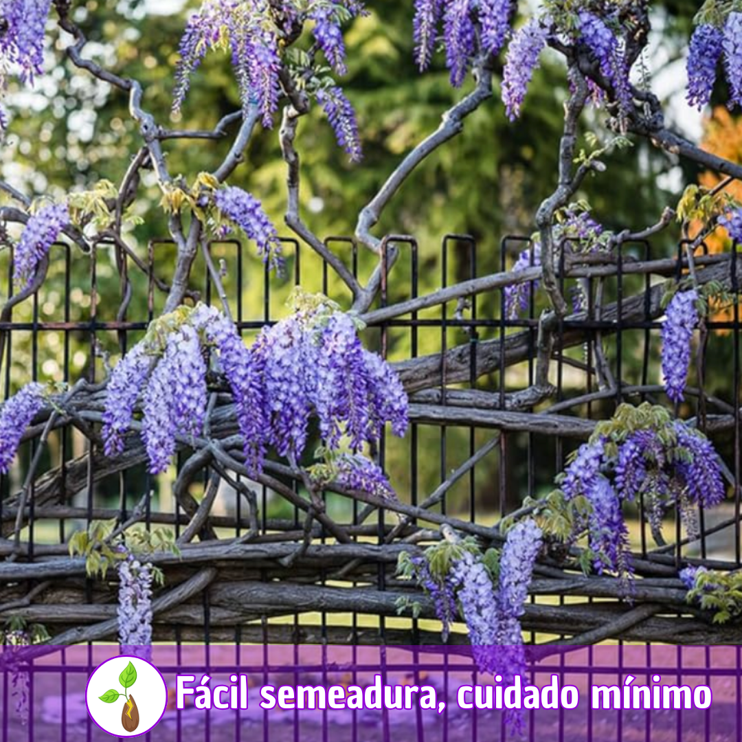 PurpleBlossom: Sementes de Glicínia Roxa