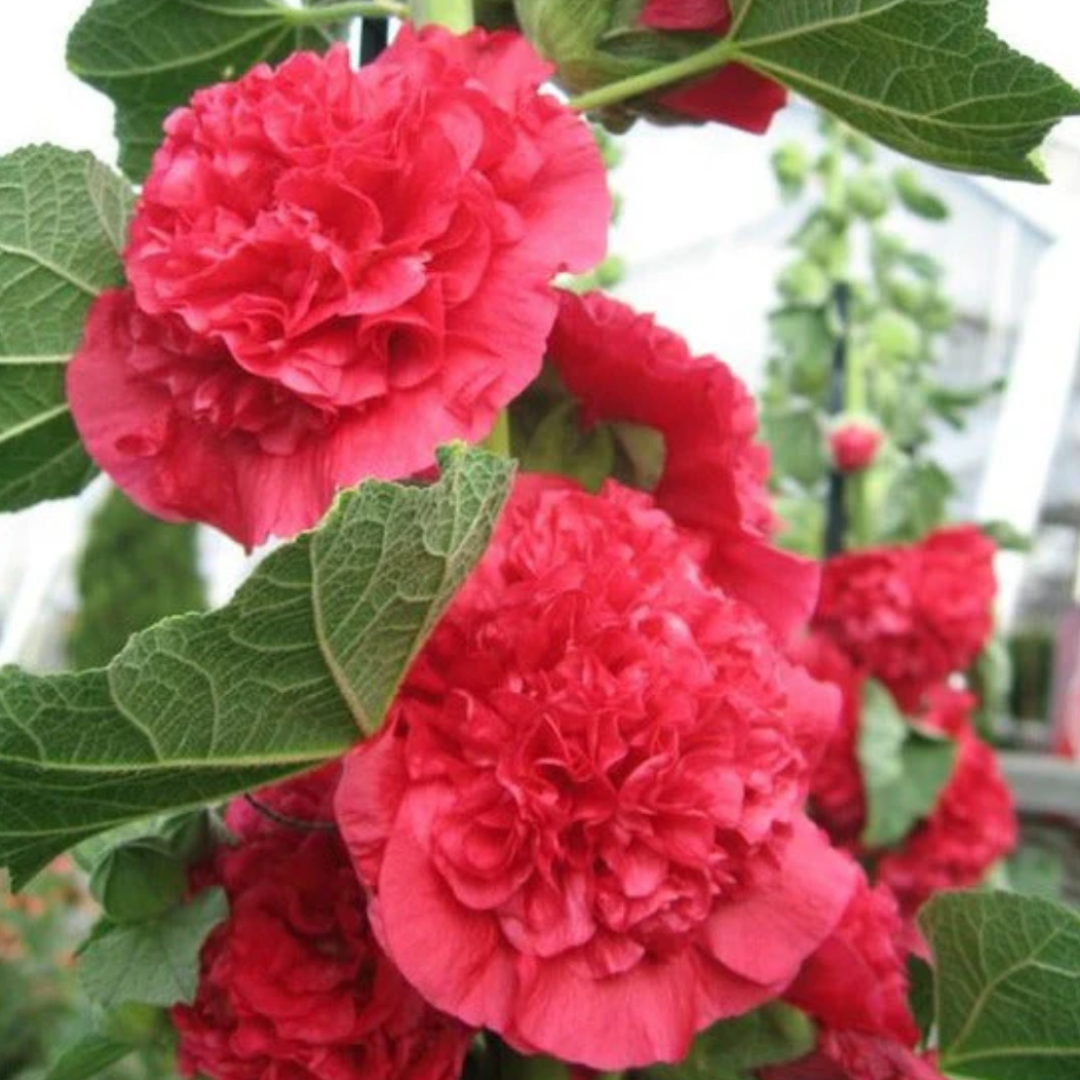 HollyRose: Sementes de Malva Imperatriz Dupla