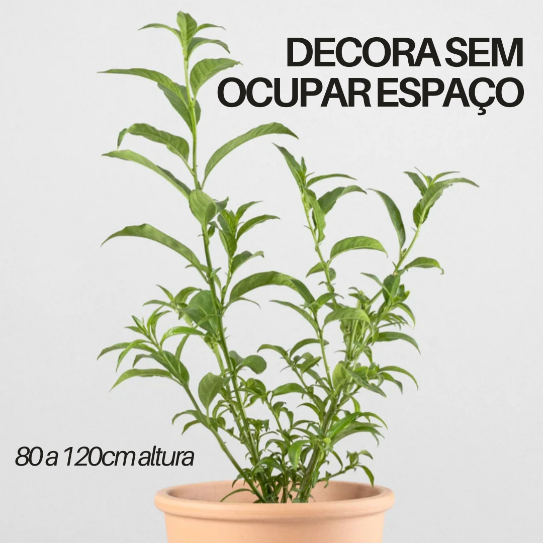NightTree | Dama-da-Noite Caribenha Perfumada