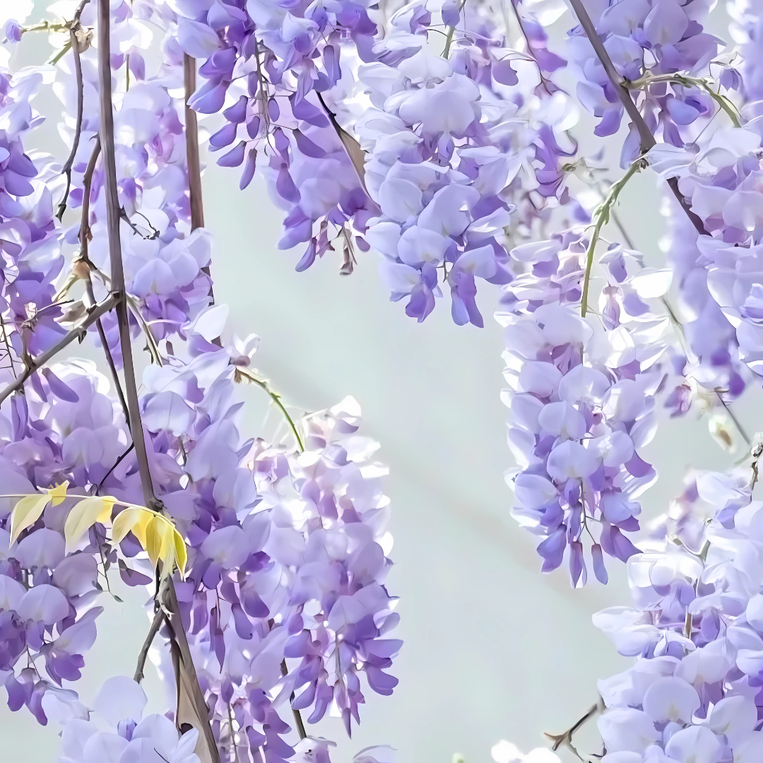 PurpleBlossom: Sementes de Glicínia Roxa