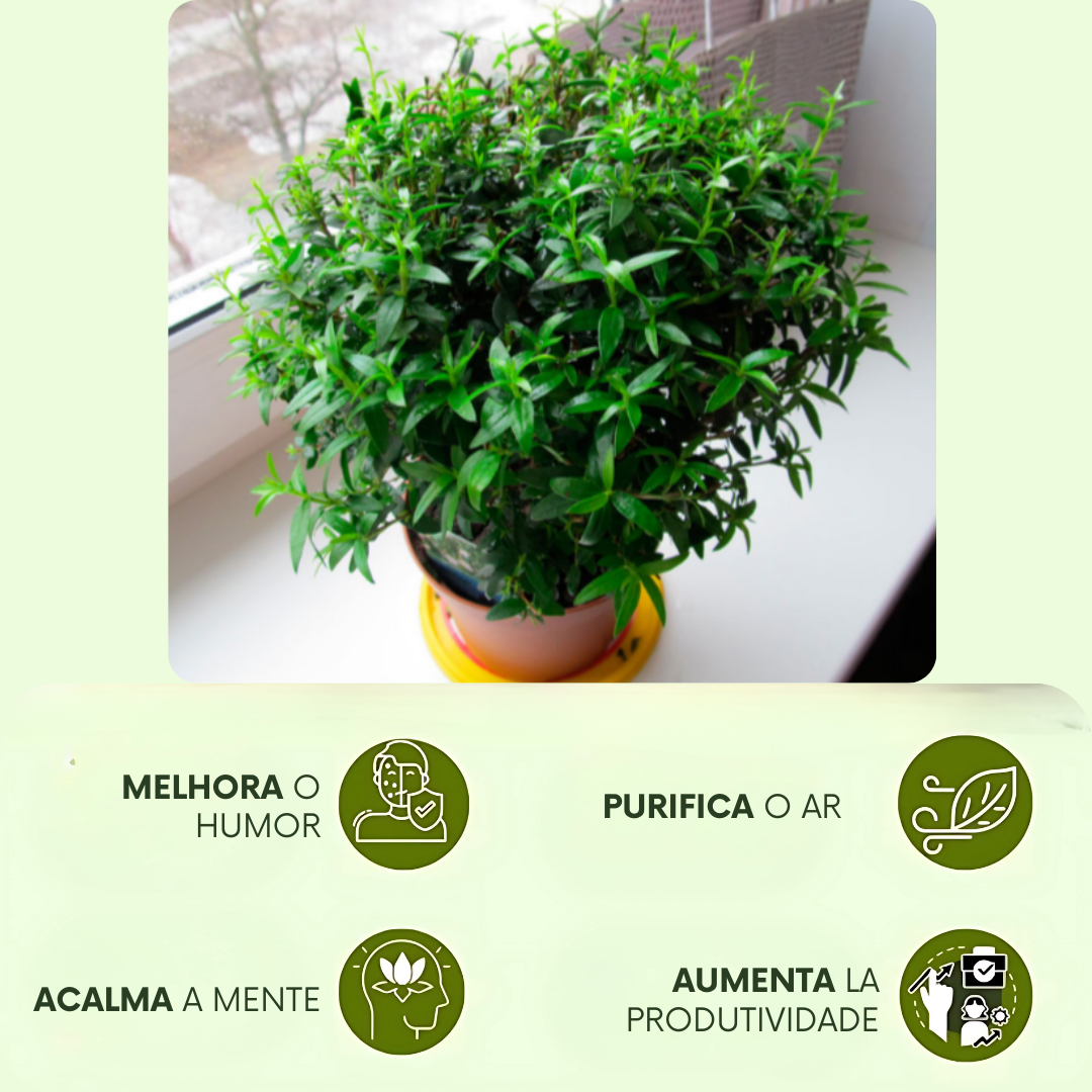 HariTree: Planta purificadora dos Himalaias