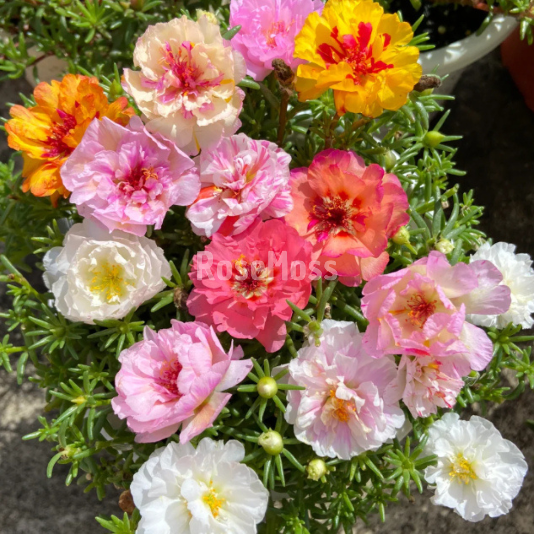 RoseMoss: Sementes de Rosa Imortal