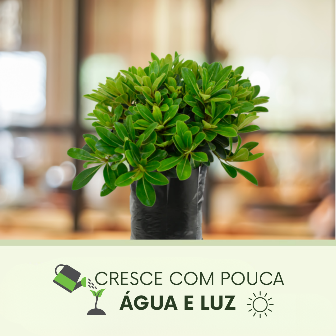 HariTree: Planta purificadora dos Himalaias