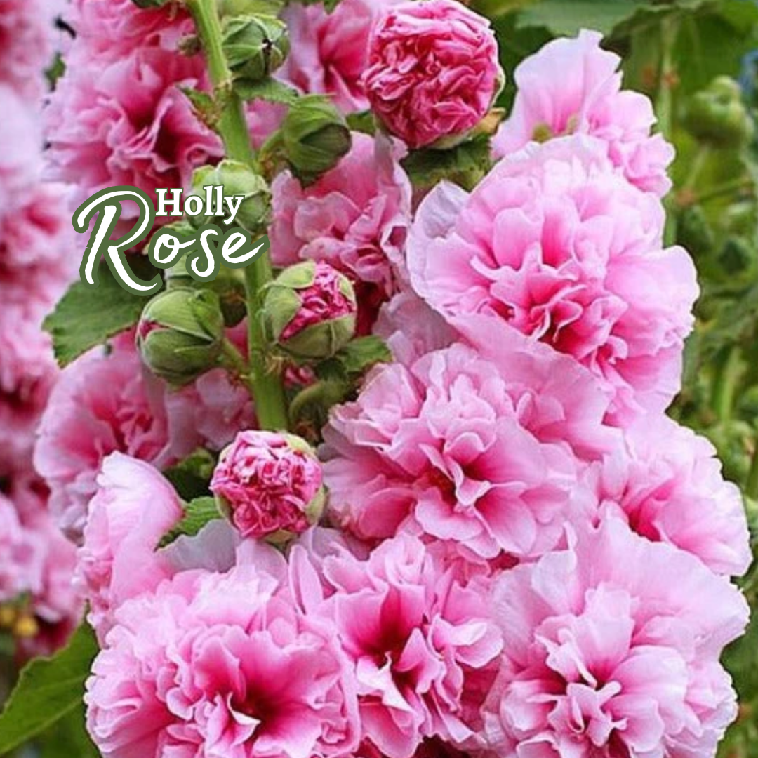 HollyRose: Sementes de Malva Imperatriz Dupla
