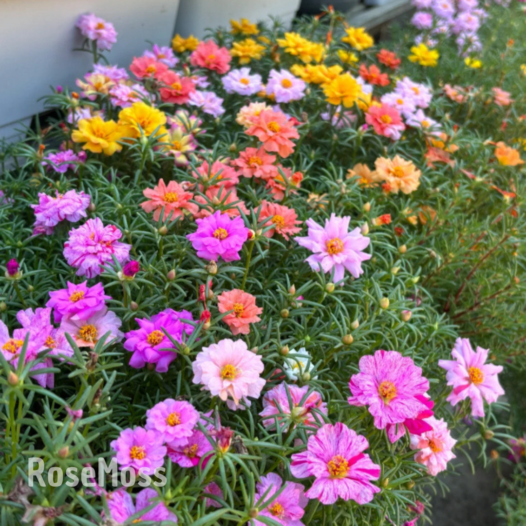 RoseMoss: Sementes de Rosa Imortal