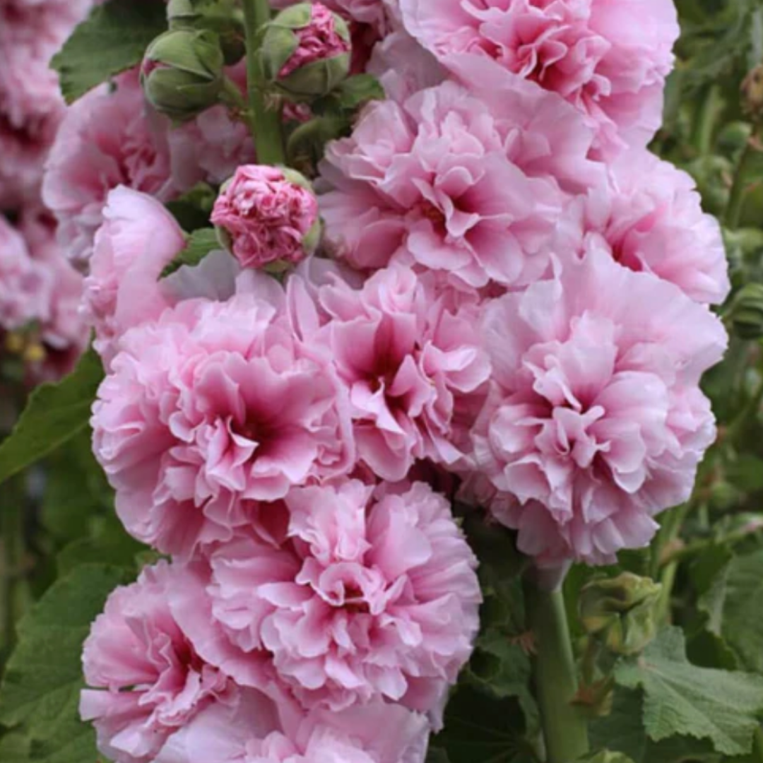 HollyRose: Sementes de Malva Imperatriz Dupla