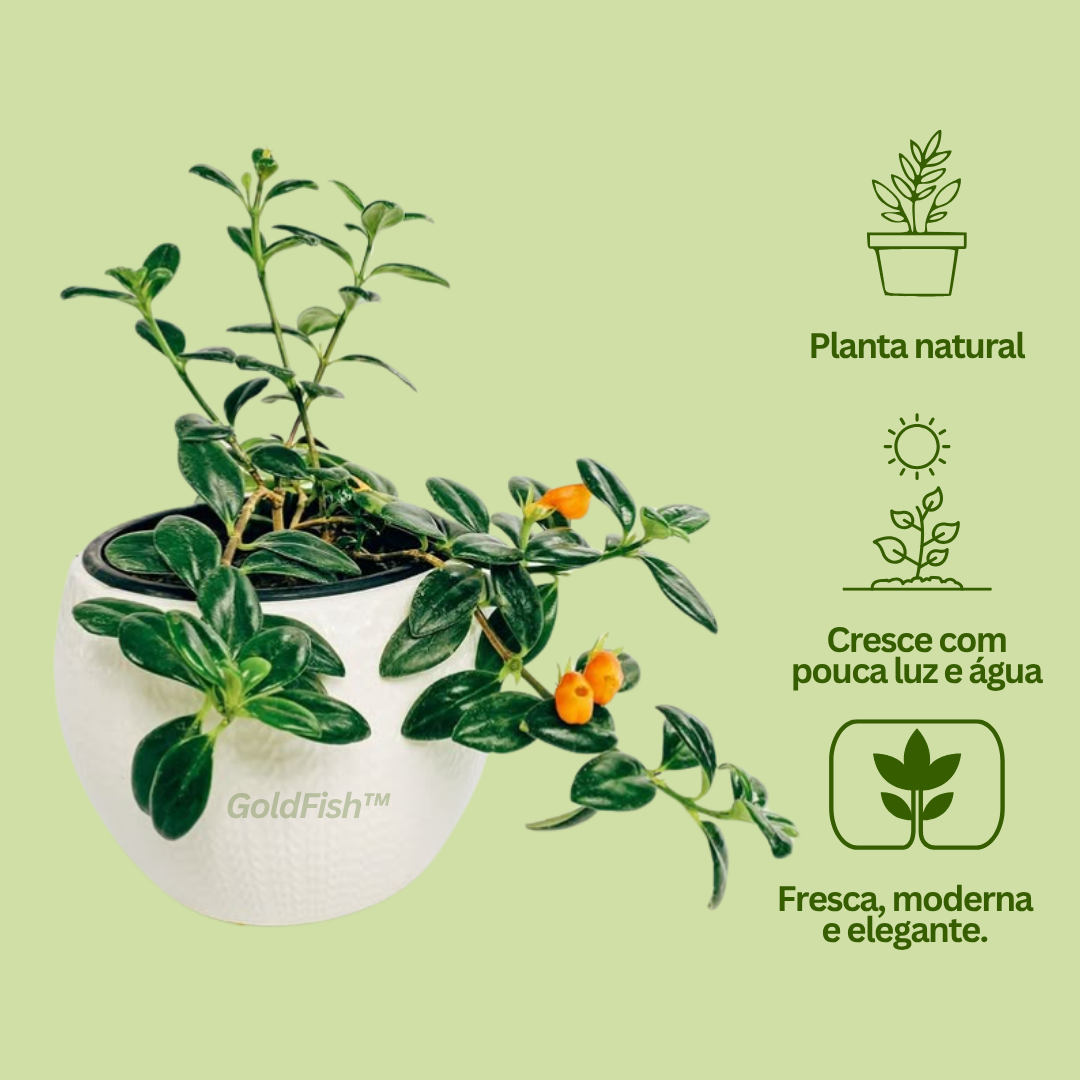 GoldFish: Planta Amazónica Peixe Dourado