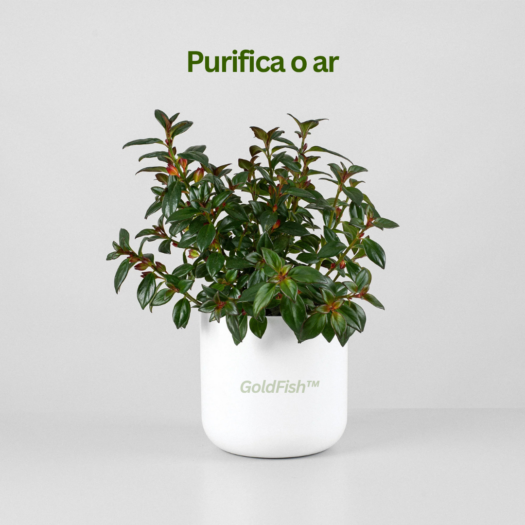 GoldFish: Planta Amazónica Peixe Dourado