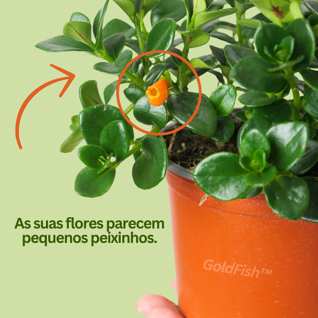GoldFish: Planta Amazónica Peixe Dourado