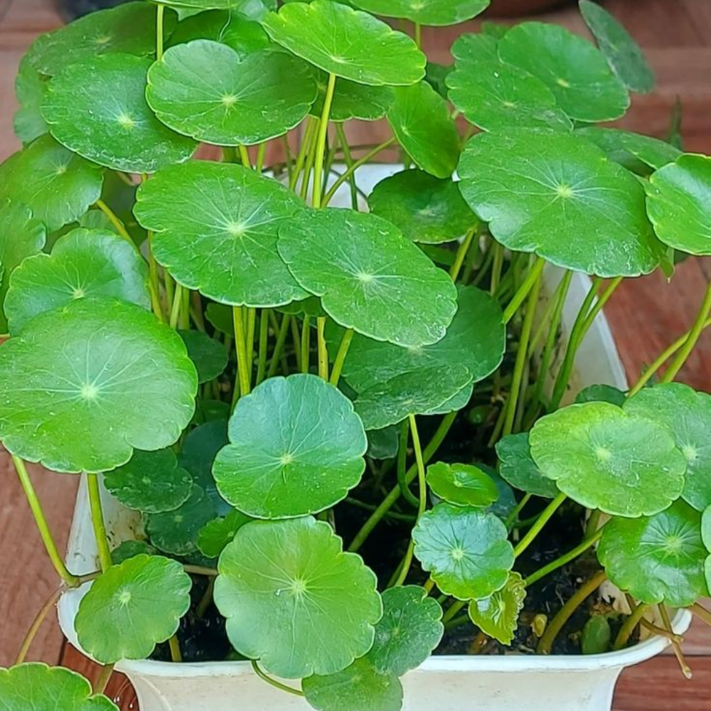 LuckySeeds™ | Sementes da Planta da Moeda da Sorte