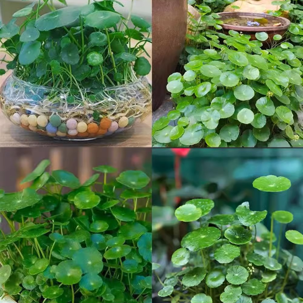 LuckySeeds™ | Sementes da Planta da Moeda da Sorte