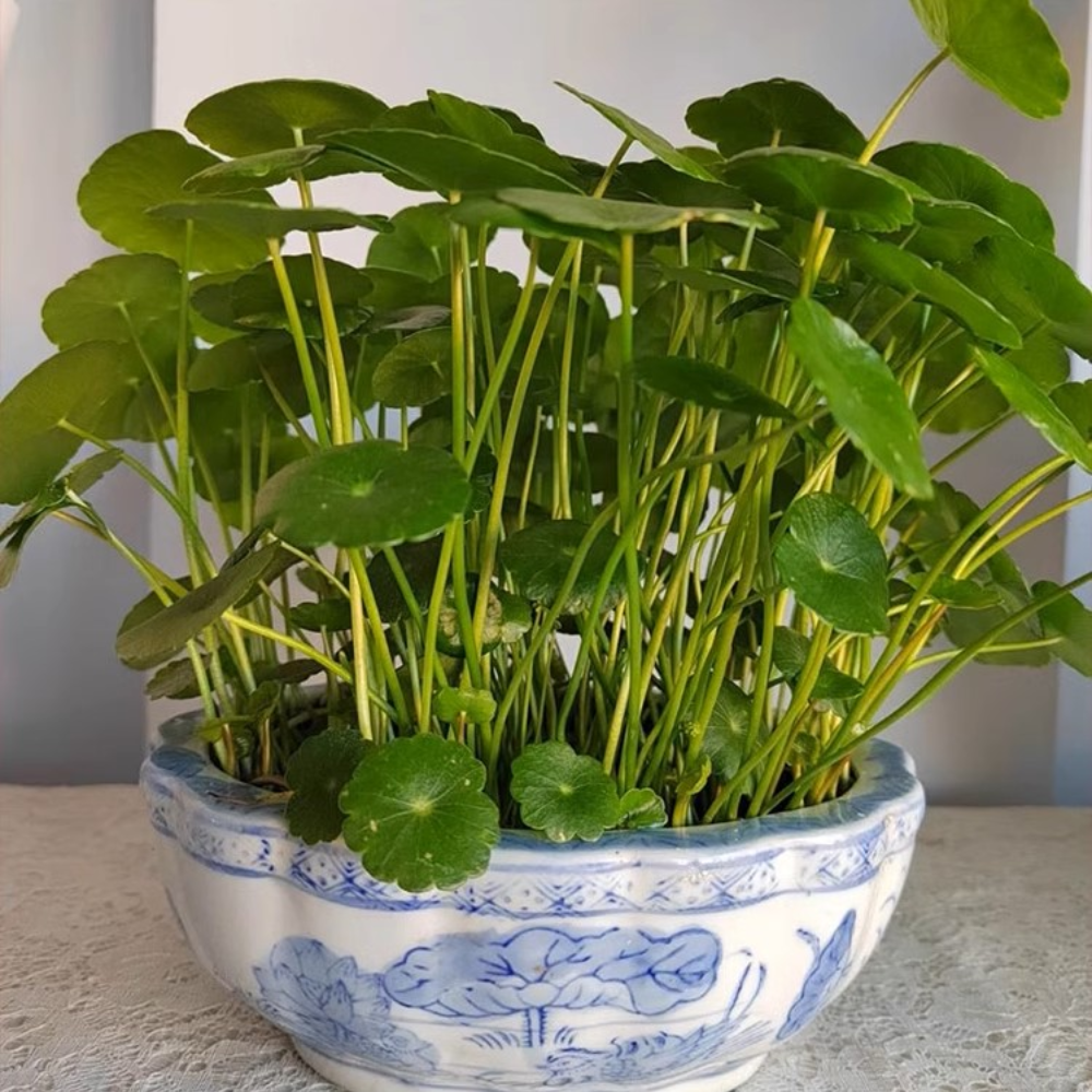 LuckySeeds™ | Sementes da Planta da Moeda da Sorte