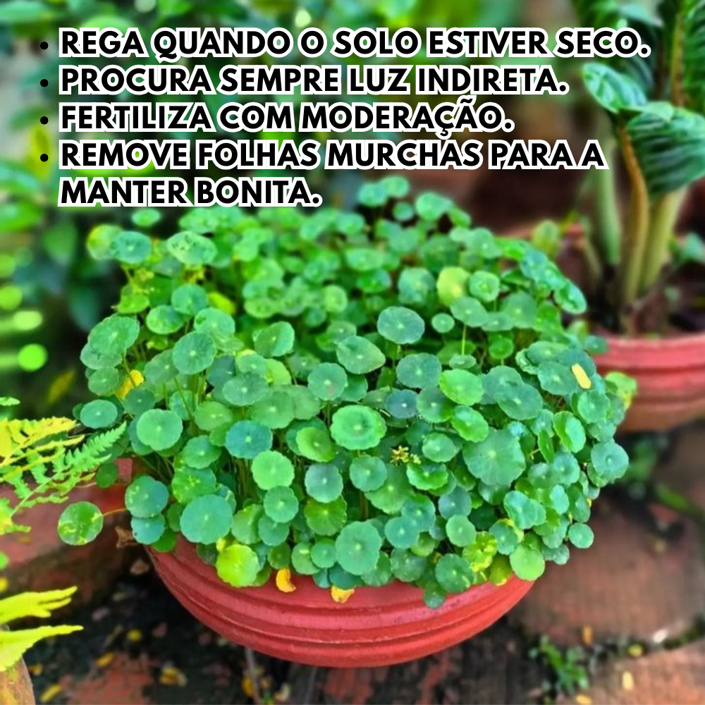 LuckySeeds™ | Sementes da Planta da Moeda da Sorte