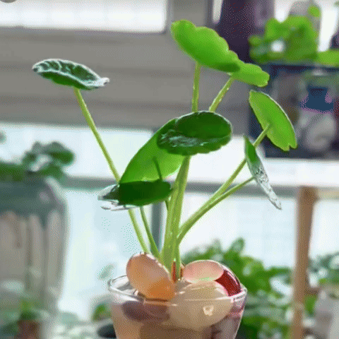 LuckySeeds™ | Sementes da Planta da Moeda da Sorte