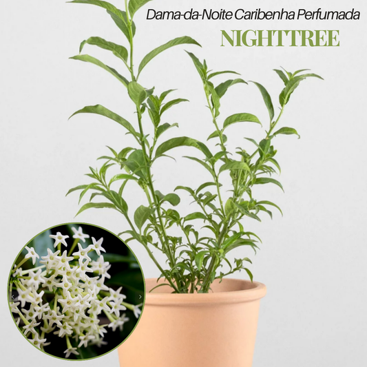 NightTree | Dama-da-Noite Caribenha Perfumada