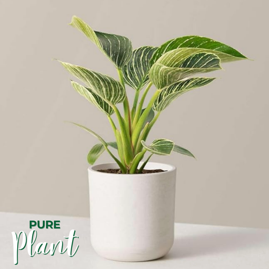 PurePlant: Planta amazónica purificadora de ar