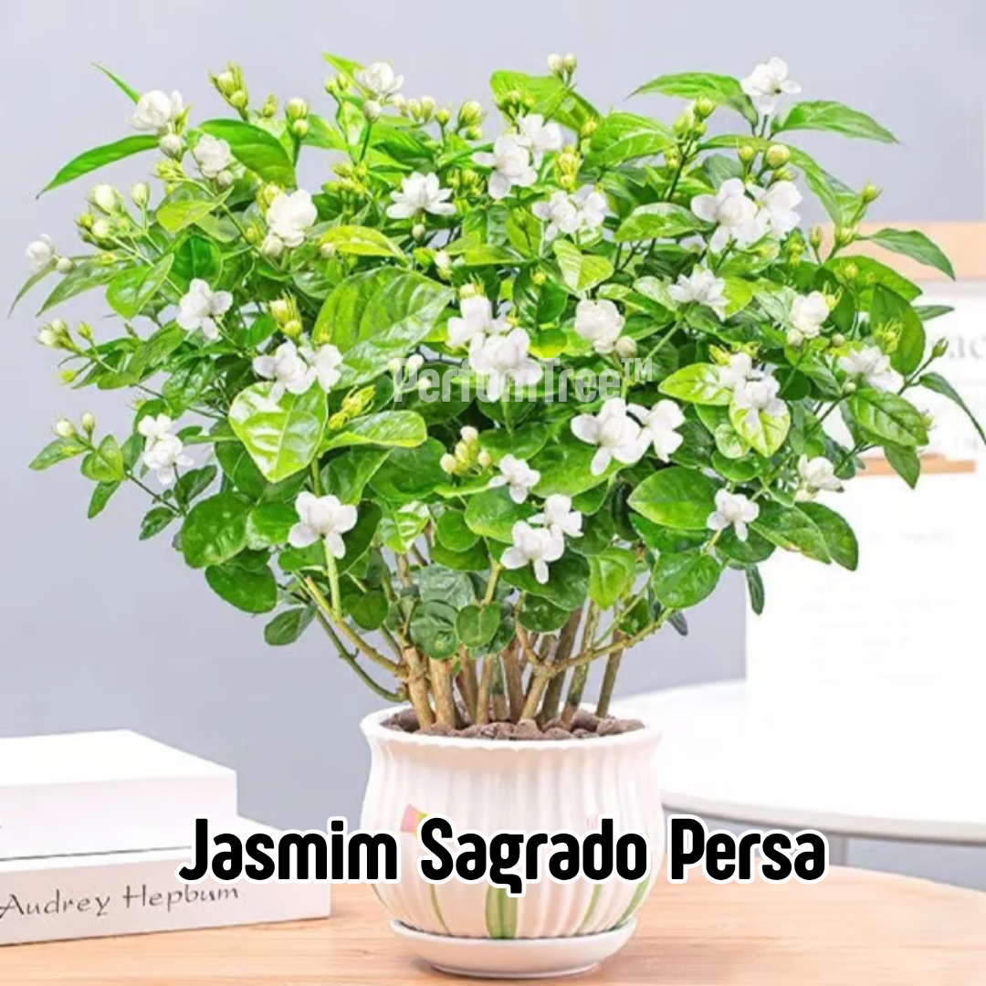 PerfumTree™ | Jasmim Sagrado Persa