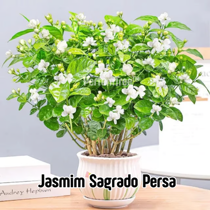 PerfumTree™ | Jasmim Sagrado Persa
