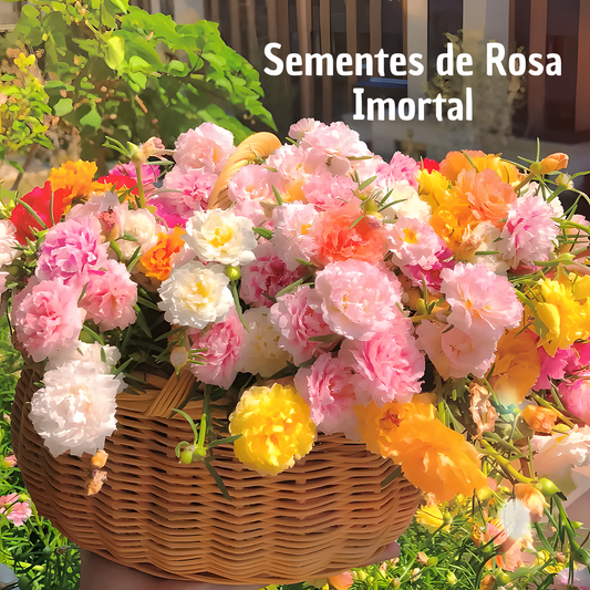 RoseMoss: Sementes de Rosa Imortal