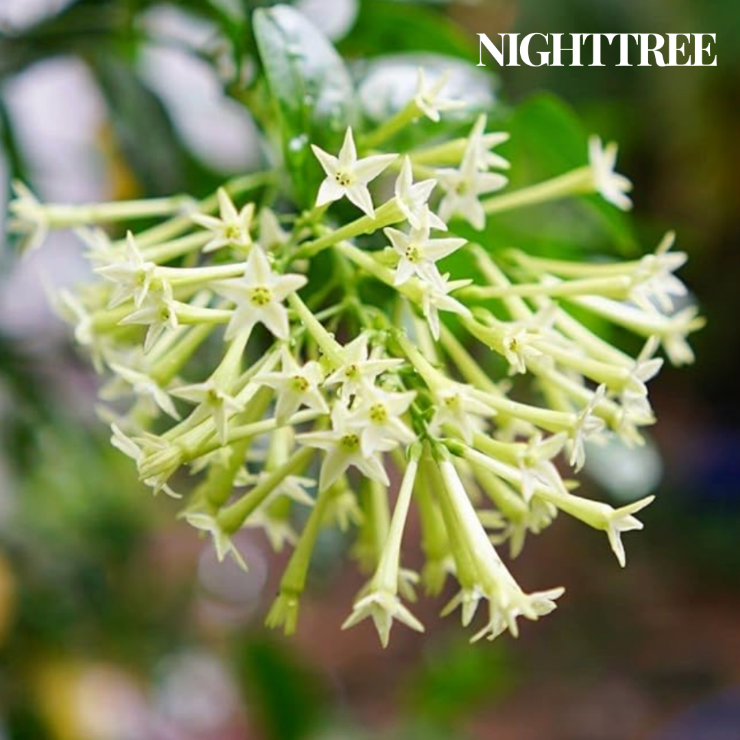 NightTree | Dama-da-Noite Caribenha Perfumada