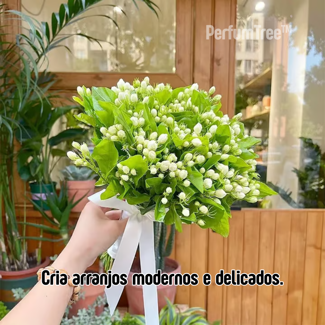 PerfumTree™ | Jasmim Sagrado Persa