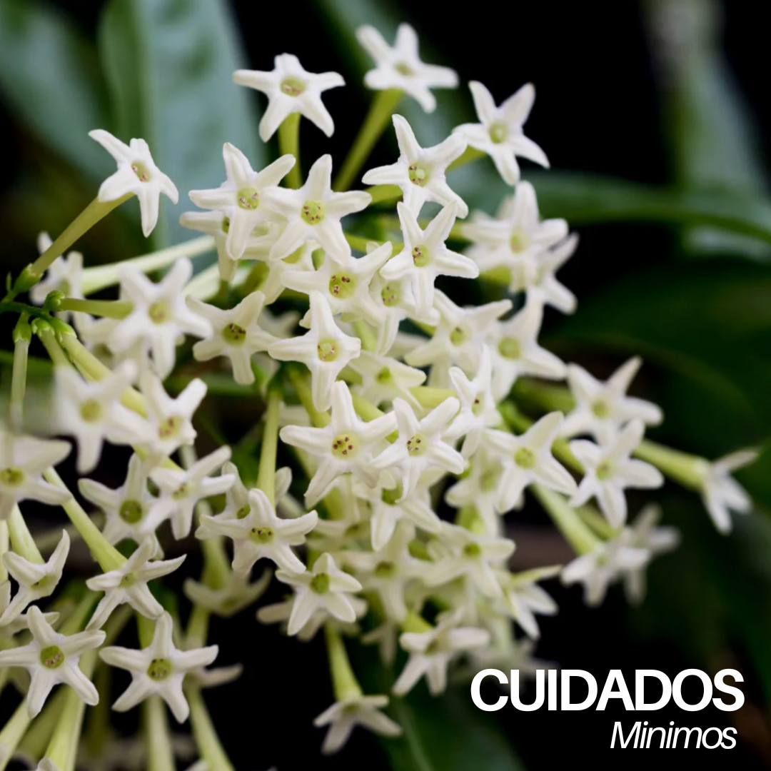 NightTree | Dama-da-Noite Caribenha Perfumada