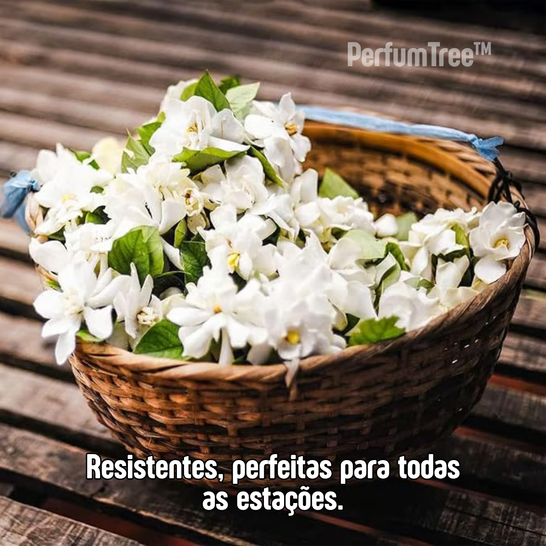 PerfumTree™ | Jasmim Sagrado Persa