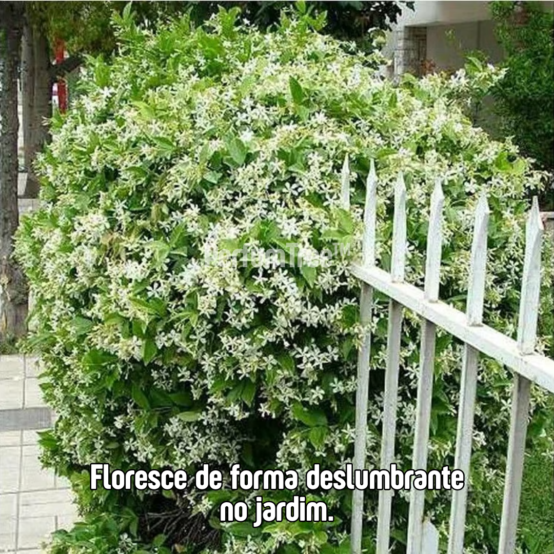 PerfumTree™ | Jasmim Sagrado Persa