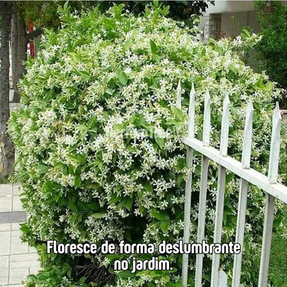 PerfumTree™ | Jasmim Sagrado Persa