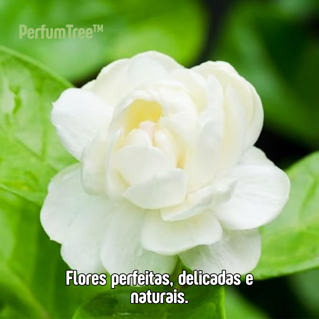 PerfumTree™ | Jasmim Sagrado Persa