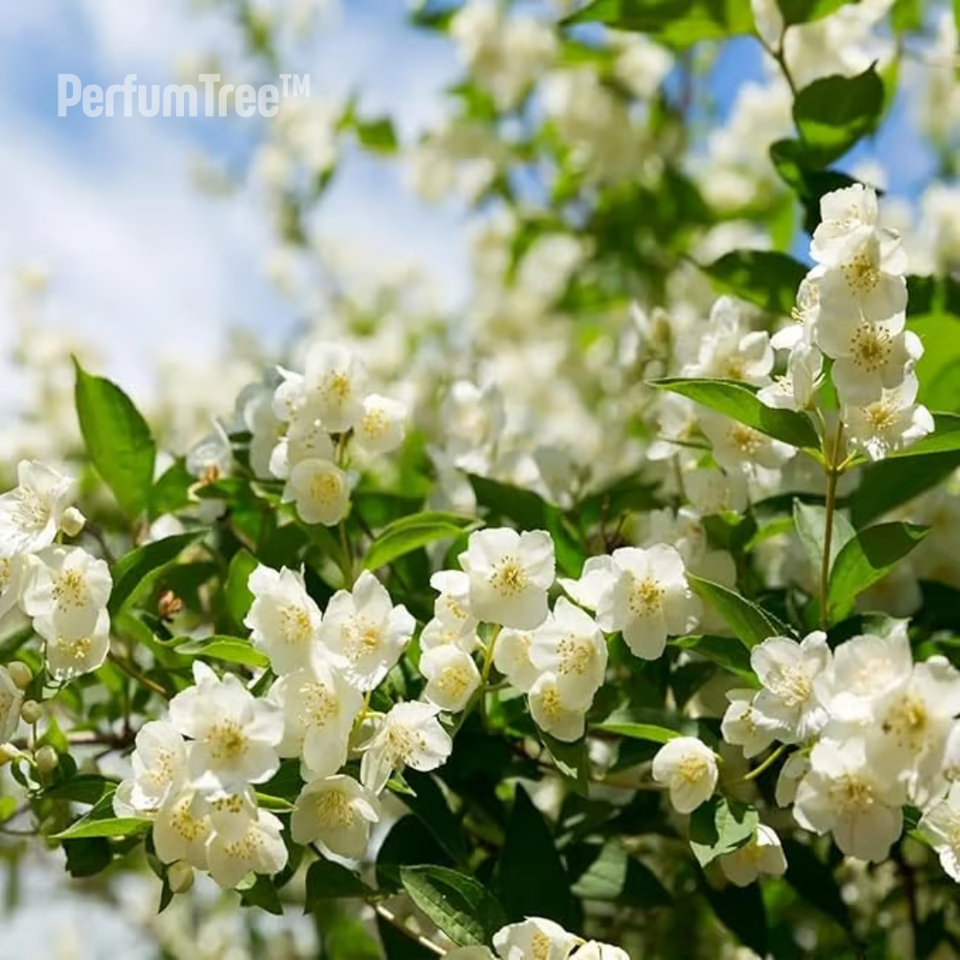 PerfumTree™ | Jasmim Sagrado Persa