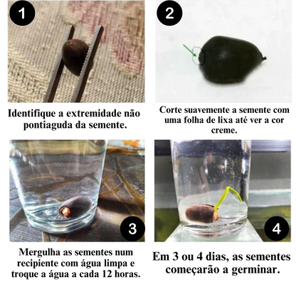 SacredLotus: Sementes exóticas de Lótus Sagrado