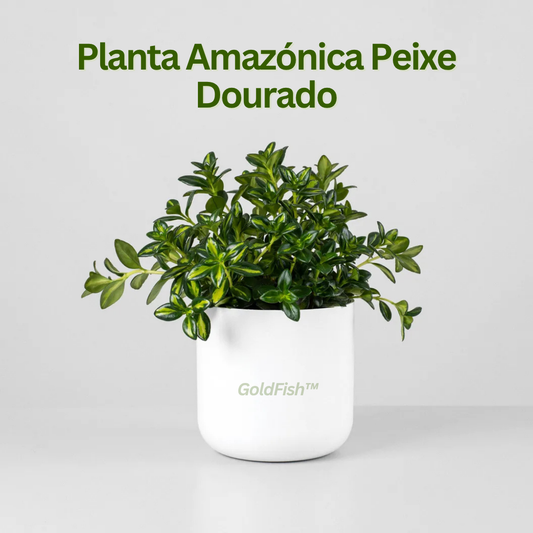 GoldFish: Planta Amazónica Peixe Dourado