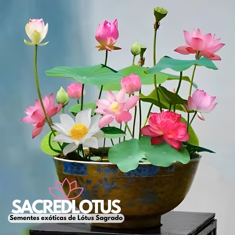SacredLotus: Sementes exóticas de Lótus Sagrado