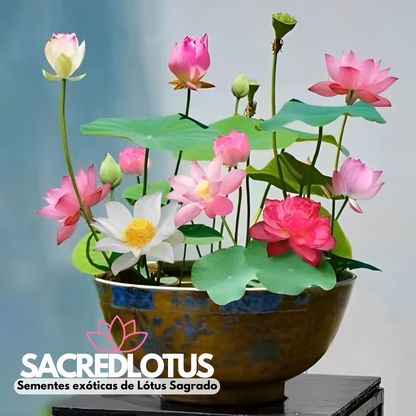 SacredLotus: Sementes exóticas de Lótus Sagrado