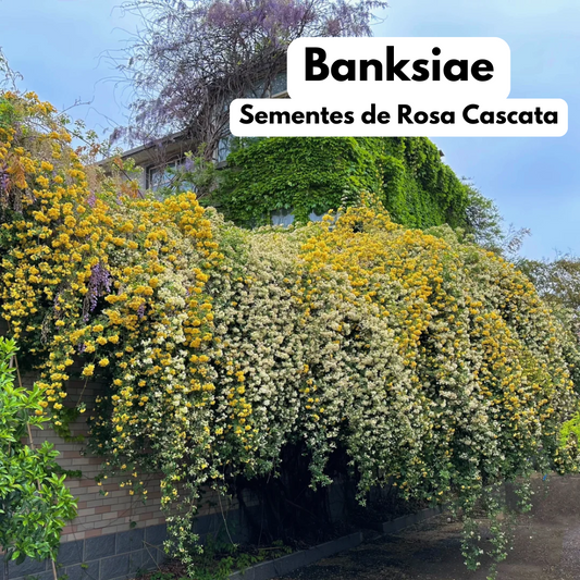 Banksiae™ | Sementes de Rosa Cascata